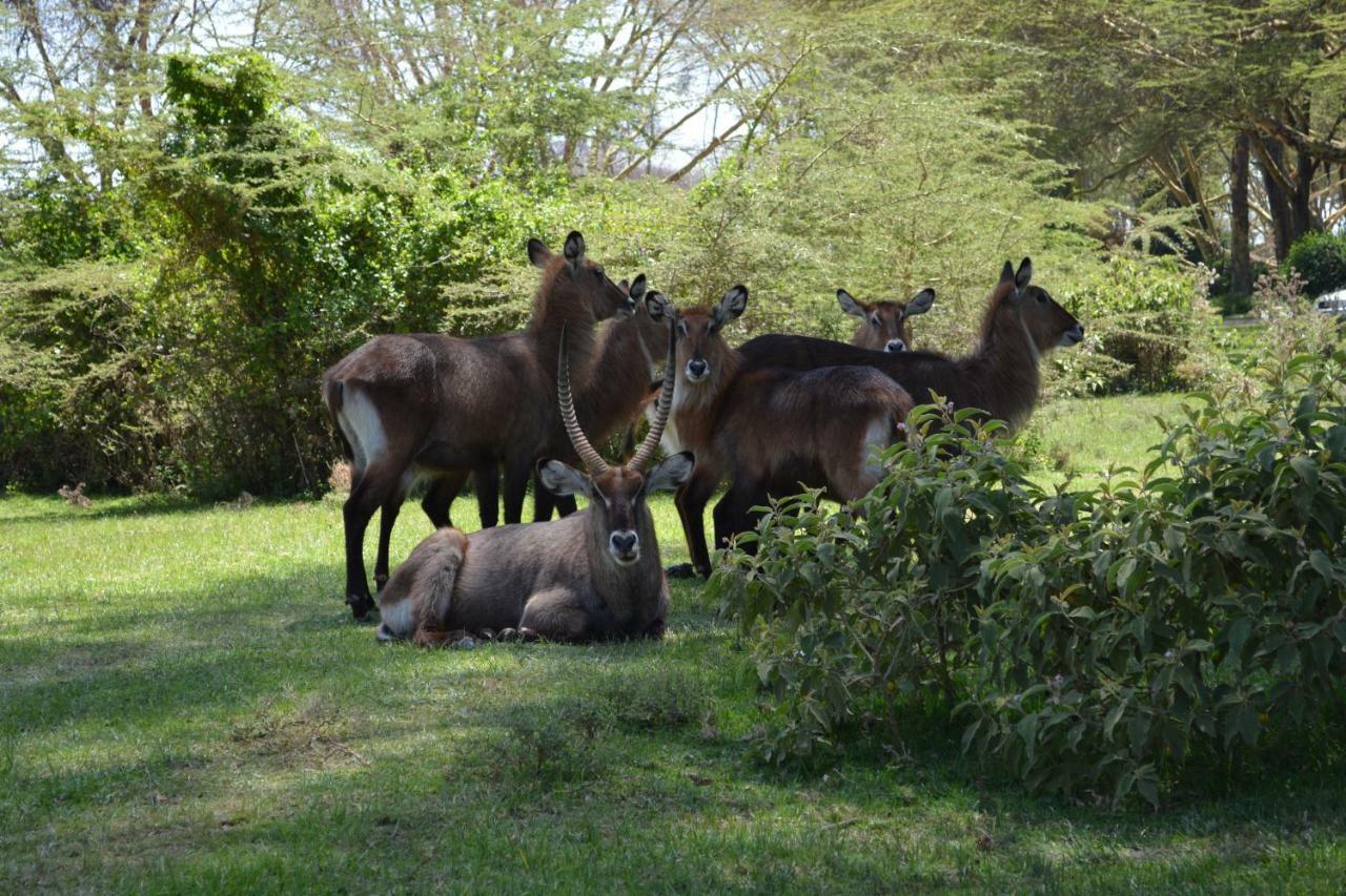 Lake Naivasha Crescent Camp Εξωτερικό φωτογραφία