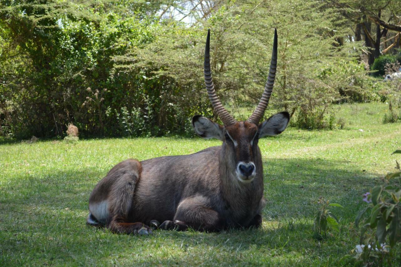 Lake Naivasha Crescent Camp Εξωτερικό φωτογραφία